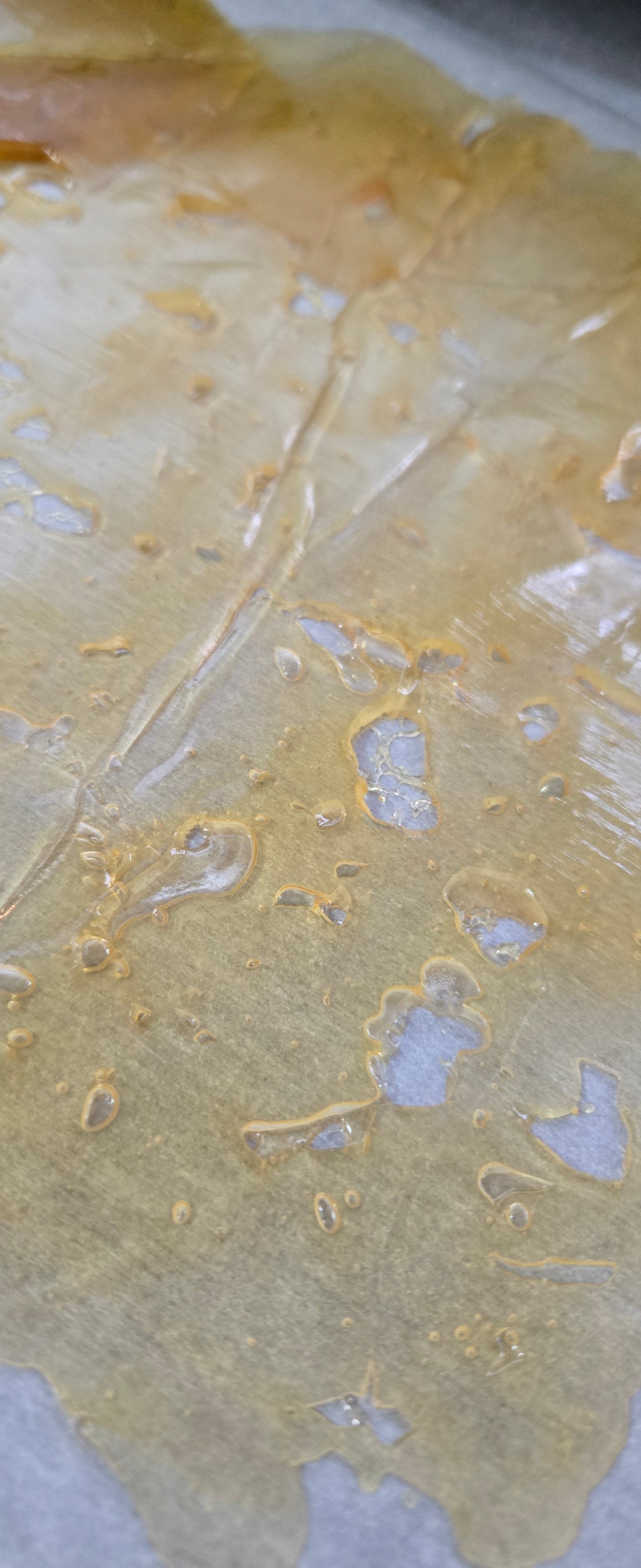 Now Shipping: THCa Shatter