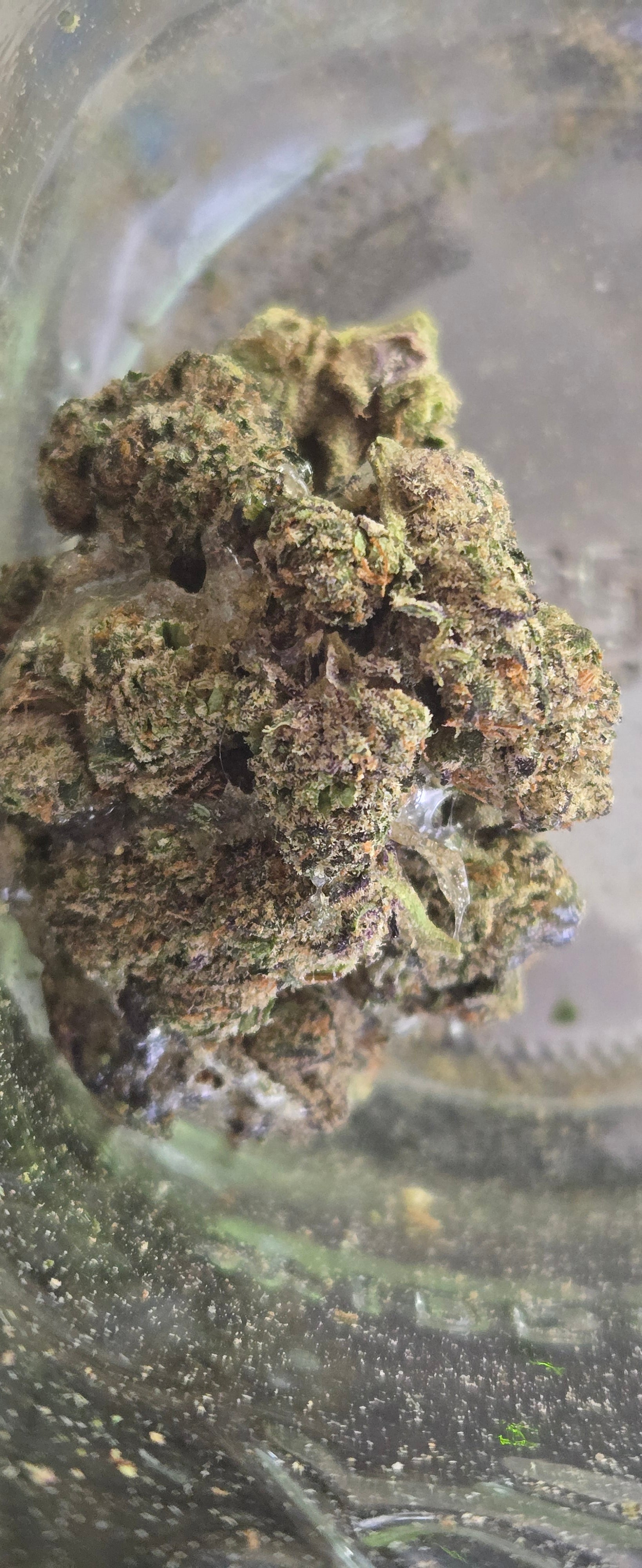 Small Batch - "Super Nug" - 2:1 Ratio THCa Flower/Shatter Blend